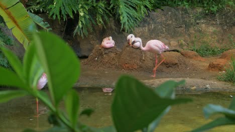 Gruppe-Von-Flamingos,-Die-Sich-Am-Uferteich-Entspannen-Und