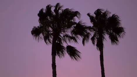 Silhouette-palm-tree-against-purple-sunset-with-miami