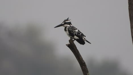 Pied-Kingfisher---waiting-for-hunt