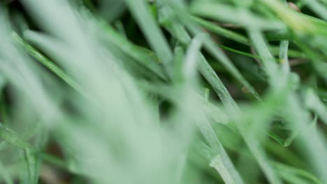 Panning-through-leaves-of-outdoor-growing-green-chives