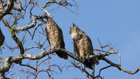 South-American-Great-Owl-Jacurutu-in-Serra-da