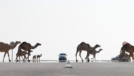 Slow-motion-herd-of-camels-walking-across-Dakar