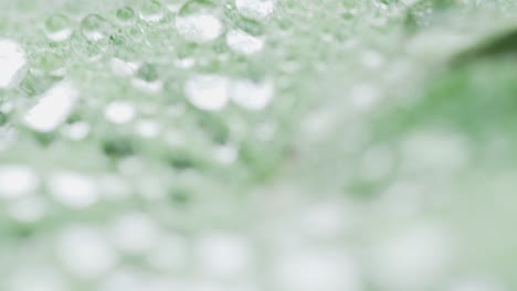 Sich-über-Wassertropfenbedecktes-Grünes-Blatt-Bewegen