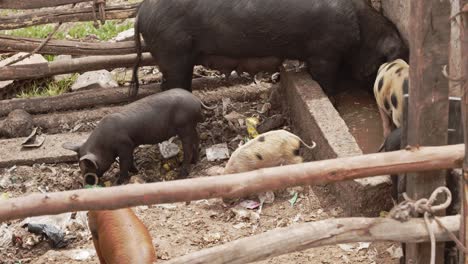 Schweine-Trinken-Aus-Schmutzigem-Trog-Cusco-Peru