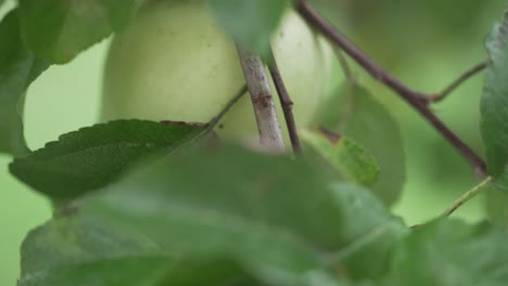 Fokussieren-Und-Schwenken-Von-Apfel-Zu-Blättern