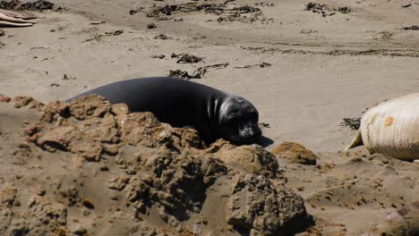 Seehundjunges,-Das-Im-Sand-Von-Ruht