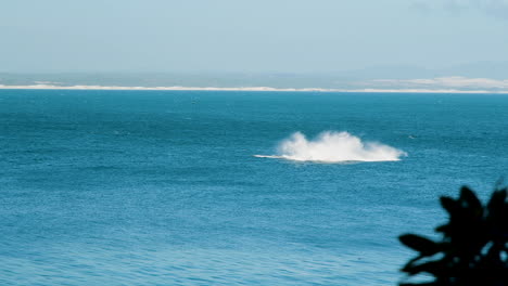 Southern-Right-whale-breaches-off-Hermanus-coastline---land