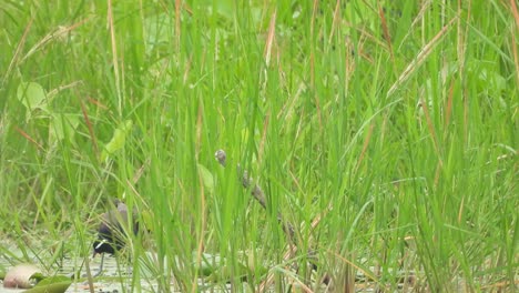 Weißbrust-Wasserhühner-–-Gras-Spielend