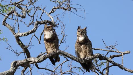 South-American-Great-Owl-Jacurutu-in-Serra-da
