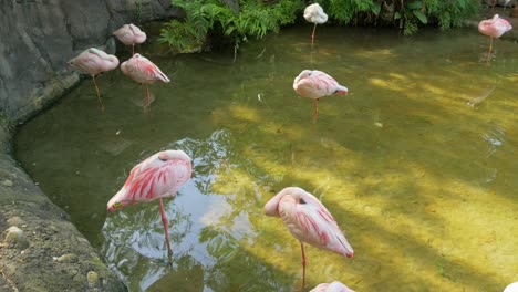 Gruppe-Von-Flamingos,-Die-Im-Flachwasserteich-Schlafen