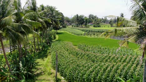 Tropical-palm-tree-and-agriculture-fields-bellow-near