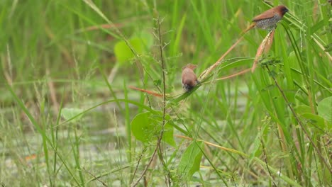 scaly-breasted-munia--eating--rice-in-pond