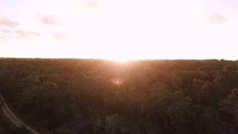 Sonnenuntergangszeit,-Die-über-Bäume-Fliegt