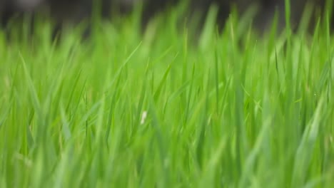 Green-Rice-grass---beautiful---looks