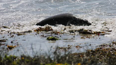 Seehund-In-Wellen-An-Der-Küste-Von