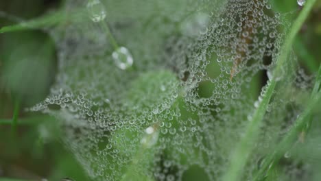 Fokussierung-Von-Wassertropfenbedeckten-Blättern-Bis-Hin-Zu-Spinnennetzen