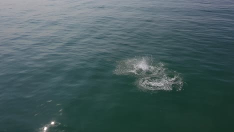 Delfine-Springen-Sekunden-Aus-Dem-Wasser
