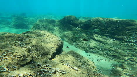 Small-fishes-in-the-Mediterranean-Sea-rocky-coral