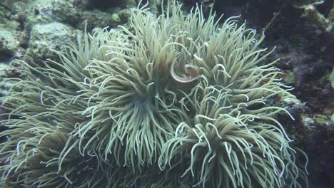 Unterwassermeer-Tropisches-Leben-Unterwassermeerfisch-Tropisch