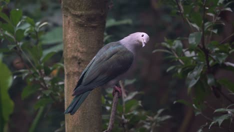 Large-green-imperial-pigeon-ducula-aenea-perching-on