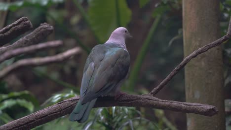 Elegant-large-green-imperial-pigeon-ducula-aenea-perching