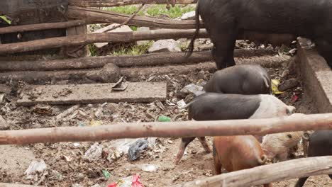 Pigs-eating-from-trash-filled-enclosure-Cusco-Peru