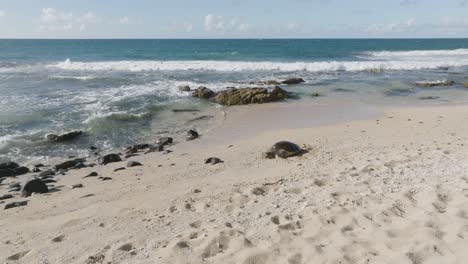 Green-sea-turtle-resting-on-sandy-beach-in