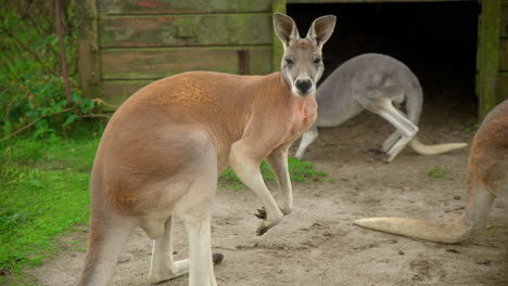 Kangaroo-with-muscles-flexing-in-a-zoo-Close