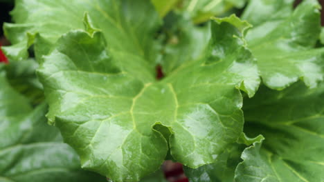 CLOSE-UP-Lush-Green-Rhubarb-Leaves-Wet-With