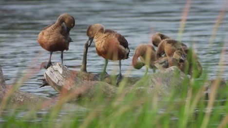 Whistling-duck-chicks-taking-bath-in-pond