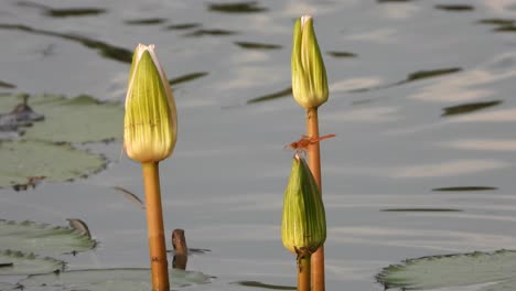 Lotusblumen--Und-Libellenteich