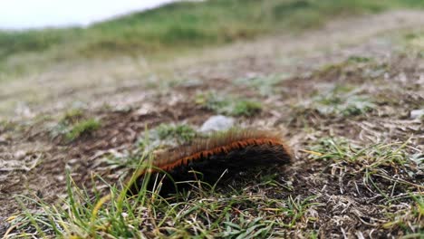 Long-brown-hairy-caterpillar-crawling-across-rough-windy