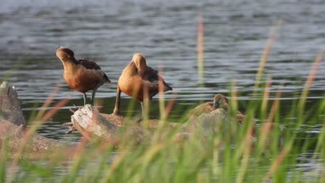 Whistling-duck---pond--lake--relaxing