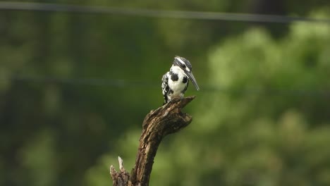 kingfisher---pond---tree---pry