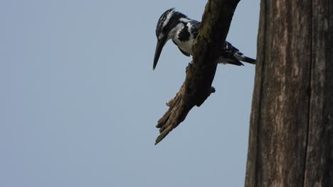 Paid-kingfisher--tree---hunting