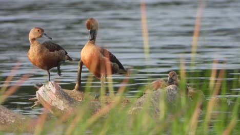 Whistling-duck--chicks--water--relax