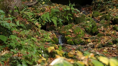 Tiny-Water-Stream-With-Moss-On-Rocks-in