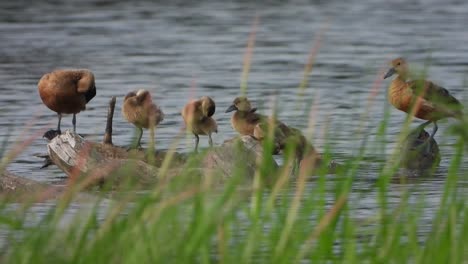 whistling-duck---beautiful-grass--pond
