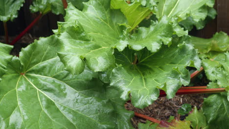 Green-Leafy-Rhubarb-Growing-In-Garden-On-Rainy