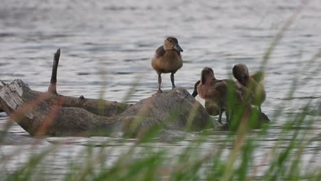 Whistling-duck-relaxing--chicks--water