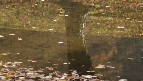 Reflexion-Des-Herbstbaums-Im-Wasser-Mit