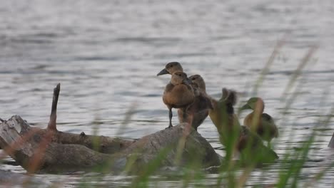 Whistling-duck--chicks--pond