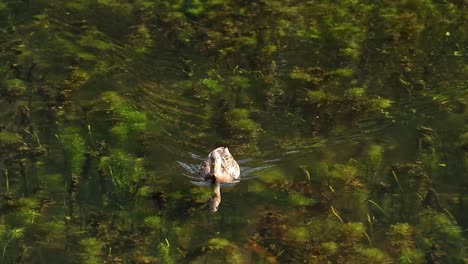 Wild-Duck-Swimming-In-Clear-Lake-Water-static