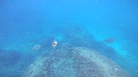 Green-sea-turtles-Chelonia-mydas-swimming-underwater-in