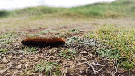 Big-brown-hairy-caterpillar-walking-across-windy-autumn