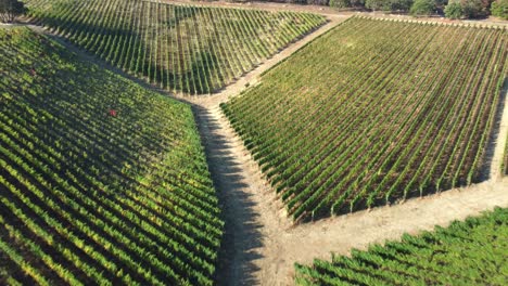 Flying-over-winery-grape-fields-at-the-start