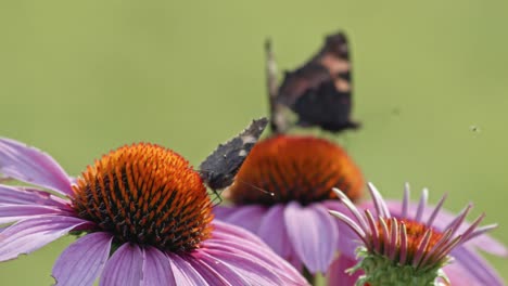 Eine-Kleine-Kolonie-Schwarzer-Schmetterlinge-Auf-Violetten-Und-Orangefarbenen-Blüten