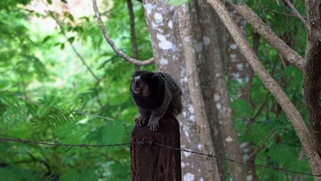 Slow-motion-shot-of-an-adorable-marmoset-standing-on-a-wooden-pole-looking-around-curiously-in-the-beautiful-Chapada-Diamantina-National-Park-in-Bahia-northeastern-Brazil