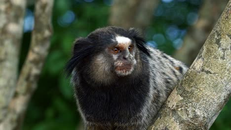 Slow-motion-close-up-shot-of-an-adorable-adult-marmoset-looking-off-to-the-left-in-the-beautiful-Chapada-Diamantina-National-Park-in-Bahia,-northeastern-Brazil