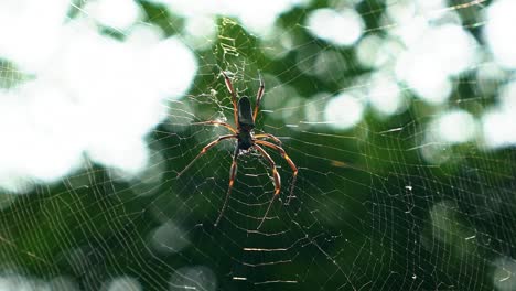 Slow-motion-close-up-shot-of-a-black-female-orb-weaver-spider-resting-on-a-spider-web-in-a-jungle-at-the-Lapa-Doce-cave-in-the-Chapada-Diamantina-National-Park-in-Bahia,-northeastern-Brazil